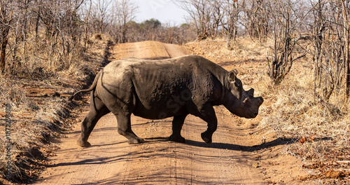 black rhinoceros, Diceros bicornis