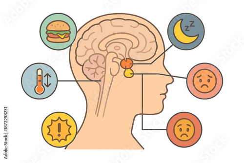 Understanding how the brain processes hunger, temperature, sleep, and emotions in a clear diagram