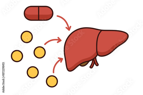 Understanding how medication is processed in the liver and its effects on the body