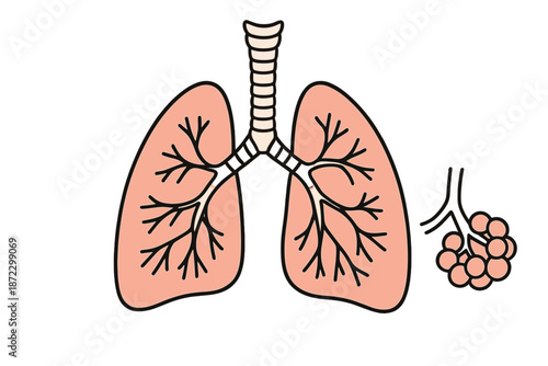 Illustration of human lungs showing bronchial structure and alveoli in a basic, educational style for learning about respiration