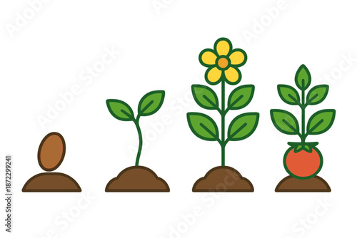 Growing process of plants from seed to fruit in a simple illustration showing stages of development in garden or farm setting