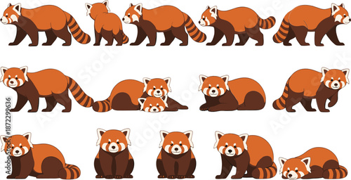 Red panda realistic character set with walking sitting sleeping poses wild forest animal vector illustration collection