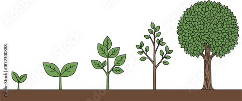 Illustration showing the growth stages of a plant from seedling to tree Keywords: plant, growth, seedling, sprout, sapling, tree