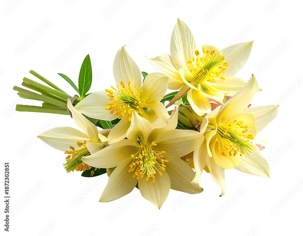 Obraz premium Close-up of delicate cream-colored flowers with yellow centers, green stems against black