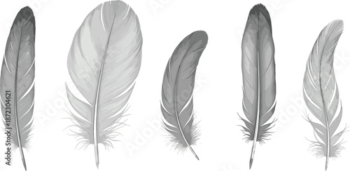 Elegant monochrome feather set with detailed textures isolated on white background natural decorative vector illustration
