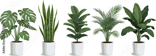 Indoor houseplants set with monstera snake plant palm and ficus in pots isolated on white background modern vector illustration