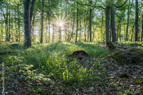 Sonnenaufgang im Wald