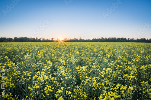 Sonnenaufgang über Rapsfeld