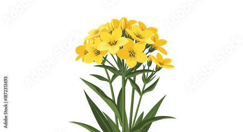 Close up illustration of bright yellow flowers with green leaves on slender stems isolated against a white background.