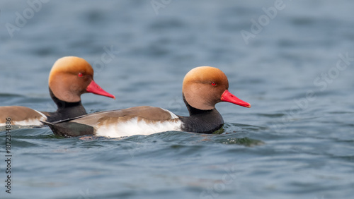 Bilde på lerret A colorful Red-crested Pochard (Netta rufina) in water at Chupi Char