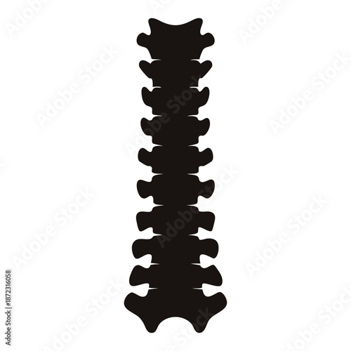 Human spinal column anatomy depiction with detailed vertebral bone structure illustration