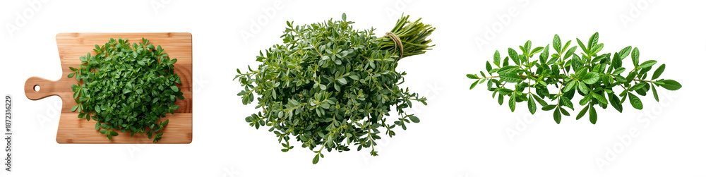 Fototapeta premium Fresh raw Oregano isolated on a transparent background