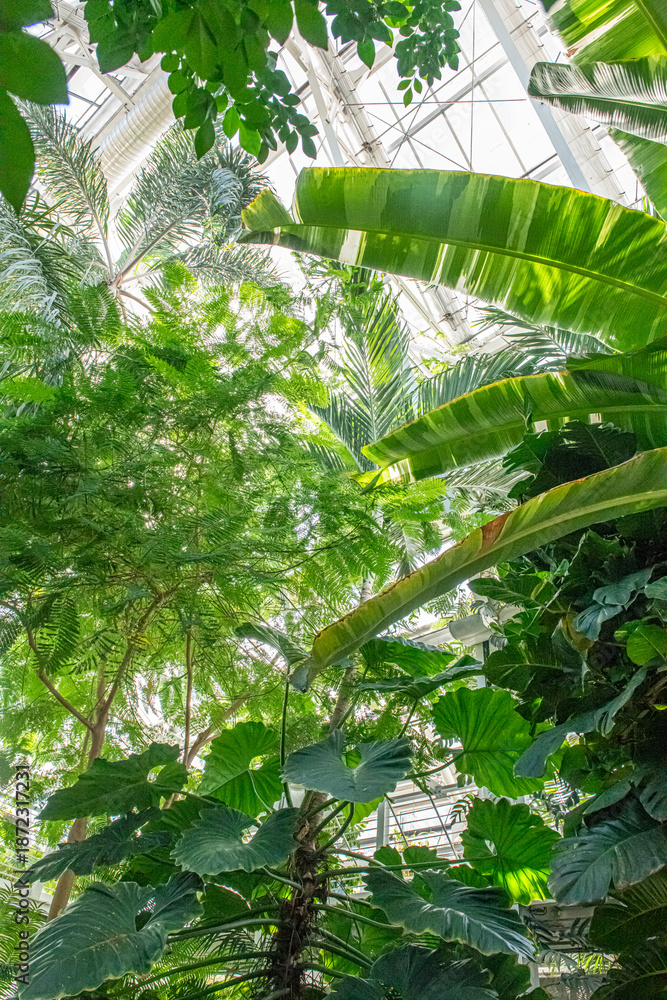 Naklejka premium A tall variety of green plants and trees reach for the bright sun