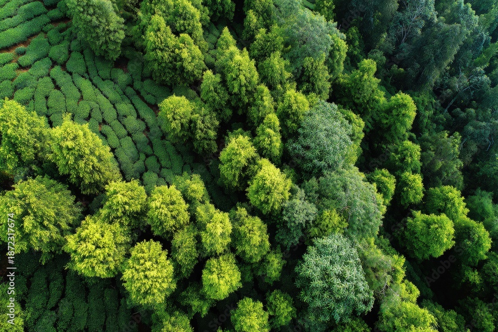 Naklejka premium Aerial view of lush green forest with diverse tree canopy