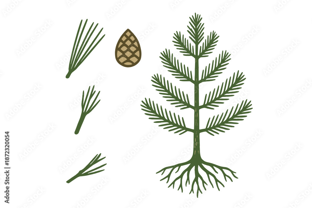 Fototapeta premium Understanding the structure of a conifer tree using detailed diagrams of its leaves, cone, and roots