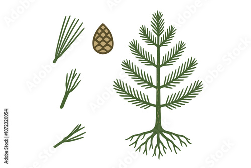 Understanding the structure of a conifer tree using detailed diagrams of its leaves, cone, and roots