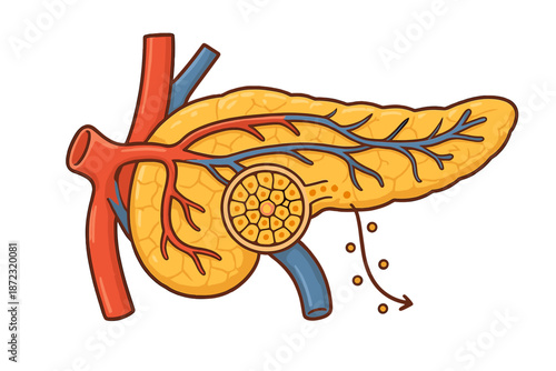 Illustration shows human pancreas with blood vessels and insulin secretion process in clear details for educational purposes