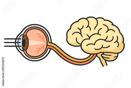 Diagram shows connection between eye and brain during visual processing activities in the human body