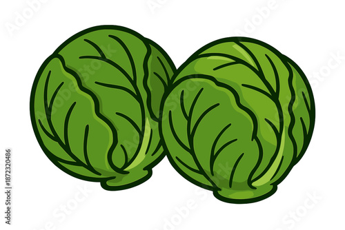 Two green cabbages on a white background with clear outlines and visible leaves showing natural texture and color