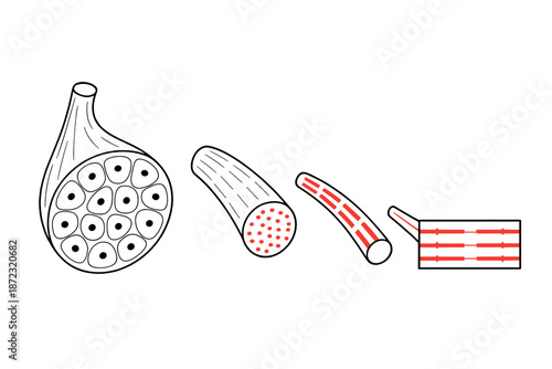 Diagram showing the structure and components of lotus root in detail through various stages