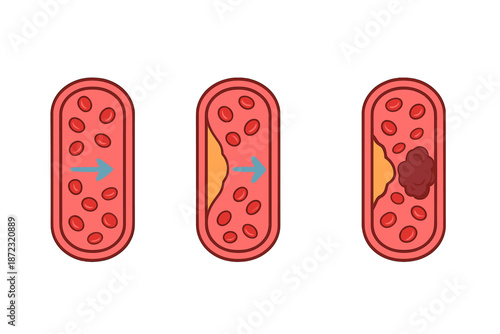 Understanding the process of a cell organelle from start to finish with a focus on its function and inner structure