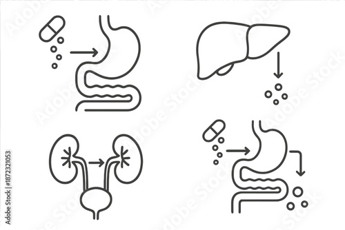 Diagram showing the process of digestion and how the body processes medication through the stomach, liver, and kidneys