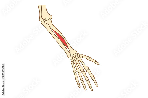 Illustration of the anatomy of the human forearm showing muscles and bones during a medical study session