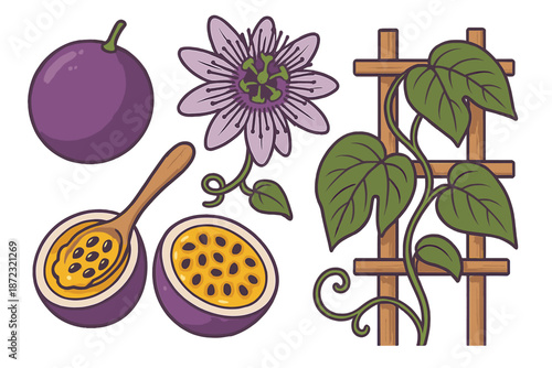 Purple fruits and flowers with vine and wooden trellis in garden setting during daytime