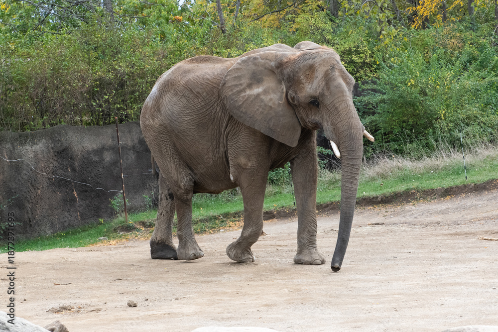 Fototapeta premium An elephant walks along in a clearing among boulders and trees