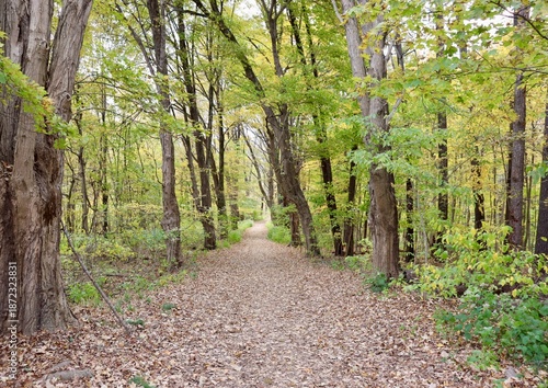 The long hiking trail in the autumn forest.