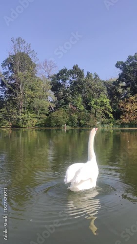 swan on the lake