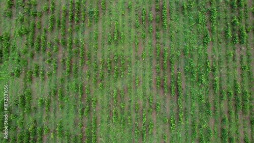 Vignes en Beaujolais