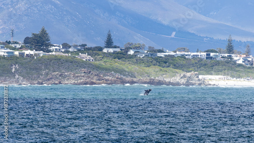 jumping Southern right whale near Hermanus