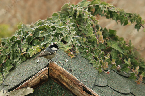 Tannenmeise auf dem Dach eines Vogelhauses