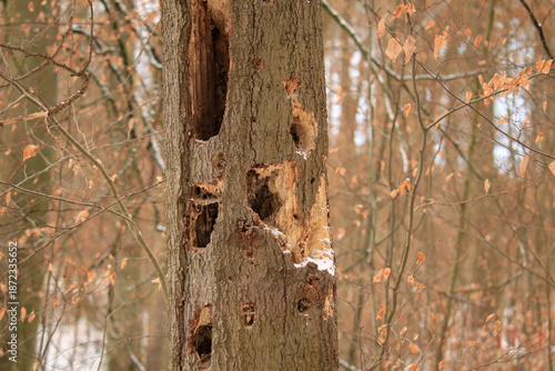 Baumstamm mit sehr vielen Spechtlöchern