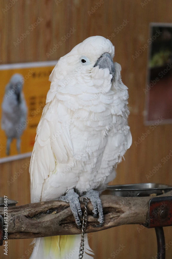 Fototapeta premium 那須ワールドモンキーパーク、那須、栃木県