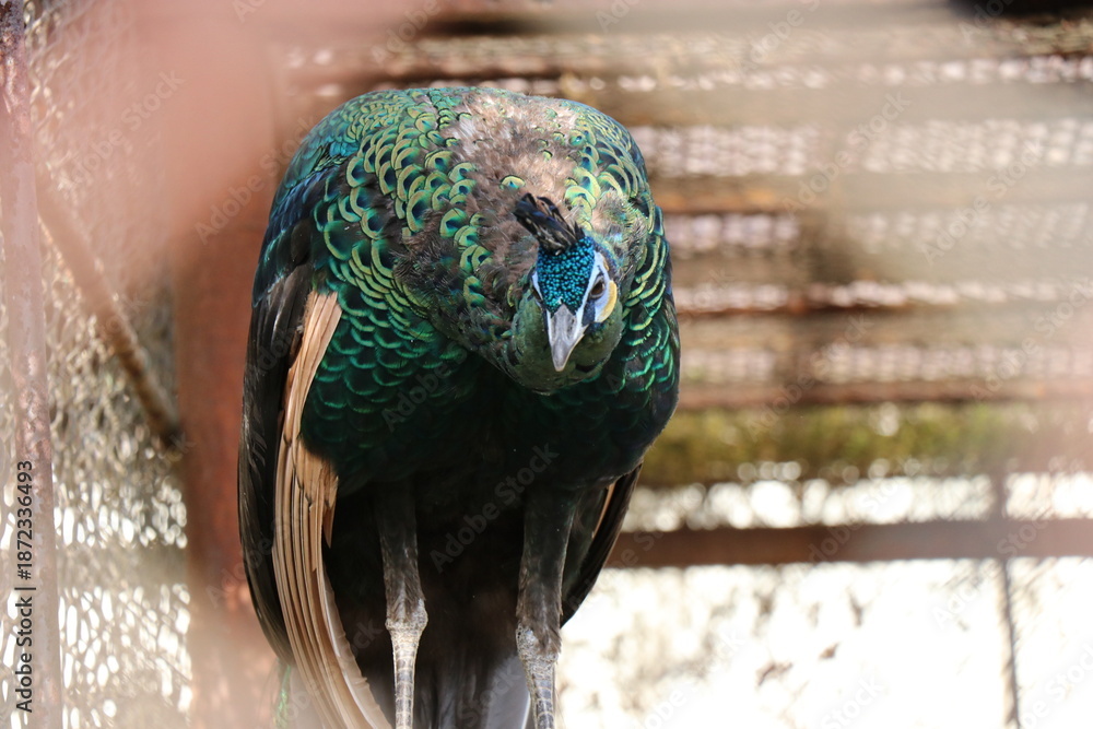 Fototapeta premium 那須ワールドモンキーパーク、那須、栃木県