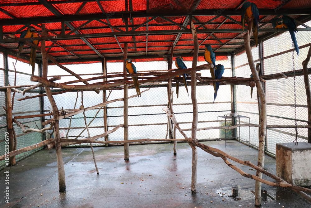 Fototapeta premium 那須ワールドモンキーパーク、那須、栃木県