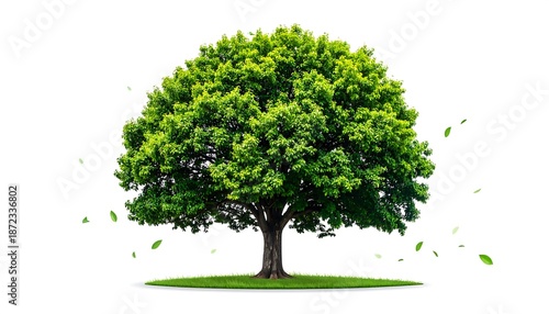 A Lush Green Tree Standing Tall on a Patch of Grass.