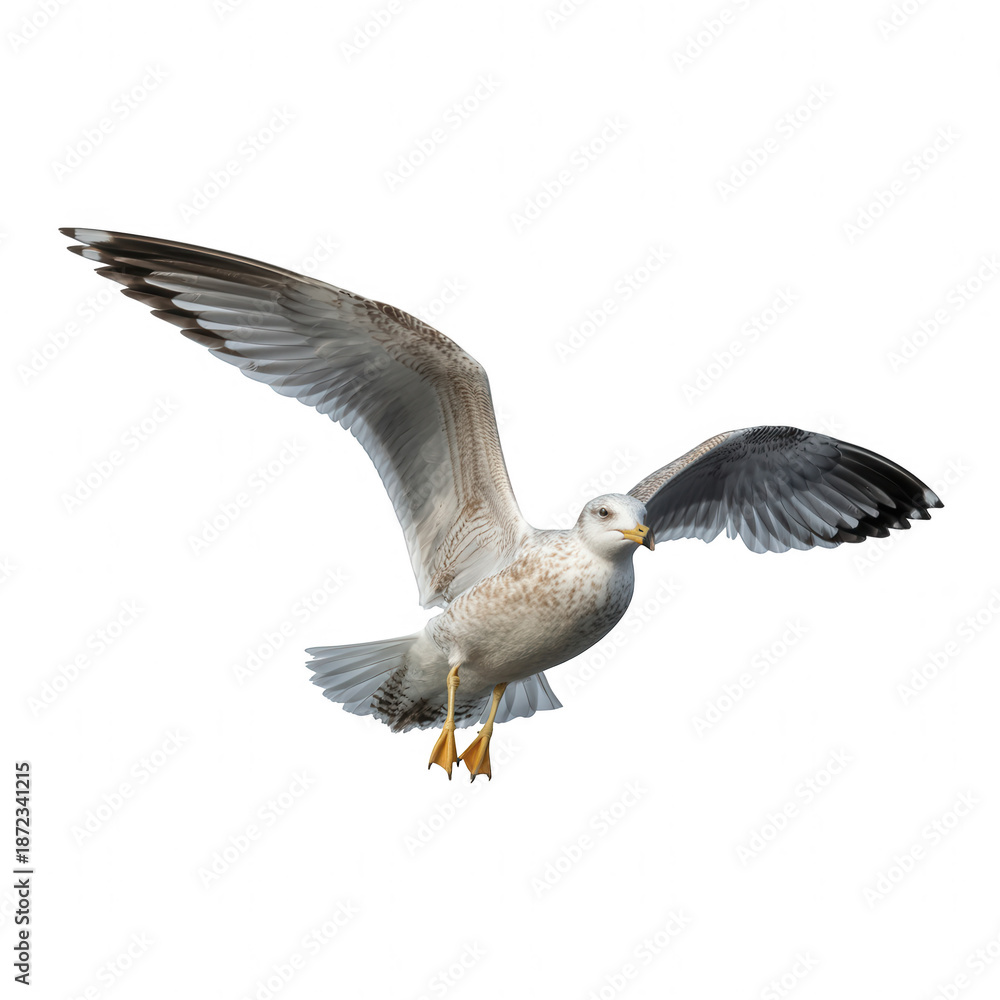 Fototapeta premium Seagull with spread wings flying against transparent background black background isolated on a transparent background