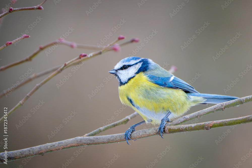 Fototapeta premium Blaumeise