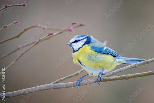 Blaumeise