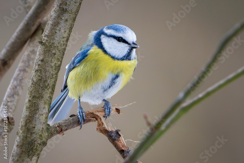 Blaumeise