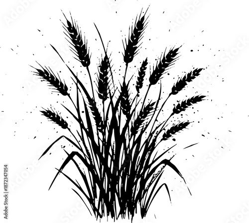 Hand drawn ink illustration of ripe wheat grain stalks