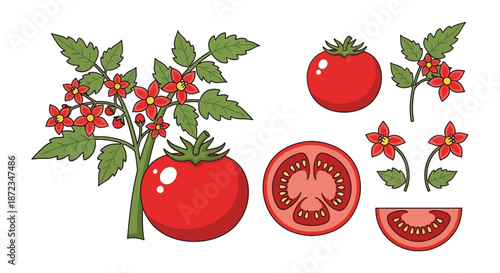 Illustrative tomato plant depiction featuring whole fruits slices and blossoming flowers