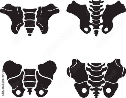 Illustrations of the human pelvis from various anatomical viewpoints showcasing skeletal structure