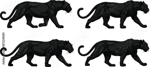 Black panther walking poses set, realistic big cat illustration, dark wildlife predator, sleek jungle animal vector design, powerful feline artwork