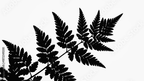Black silhouette of a fern frond against a white background.