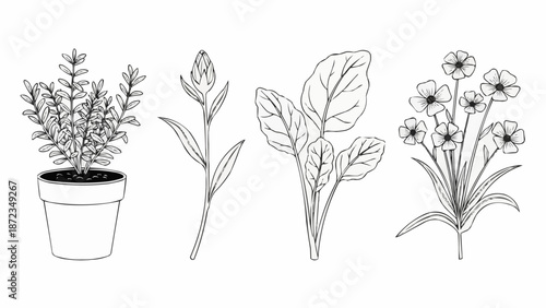 Botanical Illustration Collection of Various Plants and Flowers.