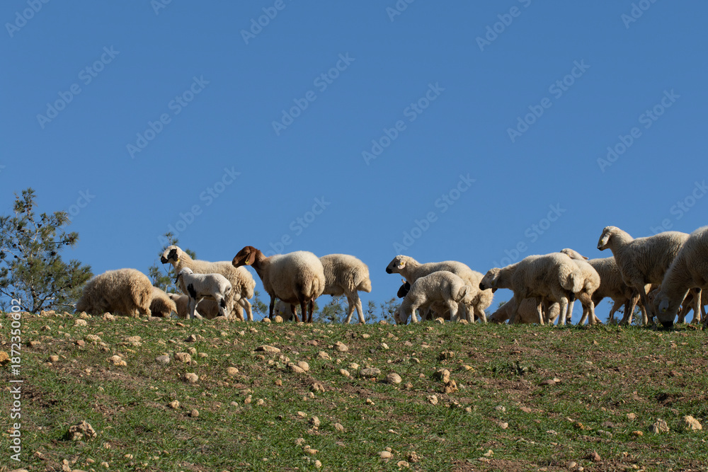 Fototapeta premium A flock of Akkaraman sheep grazing in the Taurus Mountains, north of Adana in the Mediterranean region.